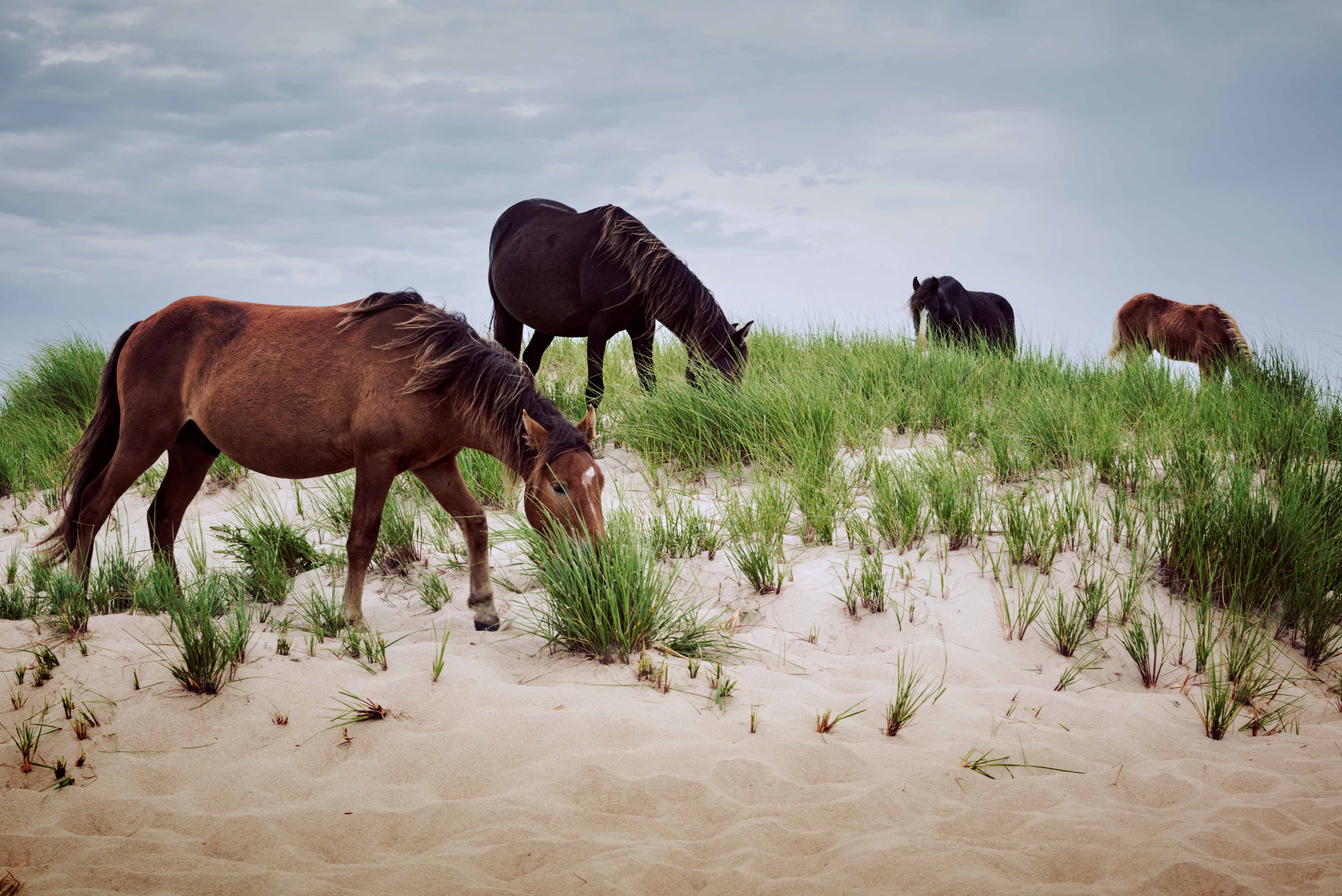Sable Island | Tafisa